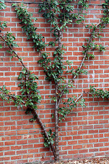 植物生长在砖墙上